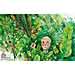 Oliver Schopf, editorial cartoons from Austria, cartoonist from Austria, Austrian illustrations, illustrator from Austria, editorial cartoon politics politician Austria 2011: health care minister alois stoeger jungle forest cut scalpel 
