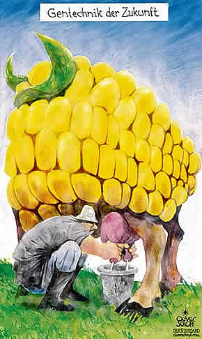 Oliver Schopf, politischer Karikaturist aus �sterreich, politische Karikaturen aus �sterreich, Karikatur Illustrationen international 2008: gentechnik, mais, kuh, melken, zukunft