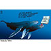 Oliver Schopf, editorial cartoons from Austria, cartoonist from Austria, Austrian illustrations, illustrator from Austria, editorial cartoon politics politician International, Cartoon Arts International, 2023: UNO UN HIGH SEAS TREATY PROTECTION WHALE PAPER PLASTIC ACT ACTING DEEP OCEAN 
